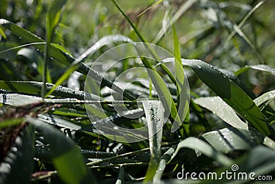 river reed with drops of dew Stock Photo