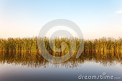 River with reed in Friesland, The Netherlands Stock Photo