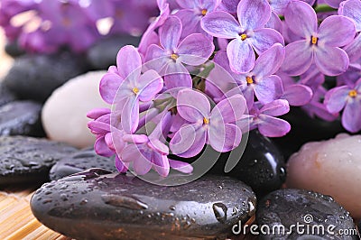 River rocks with lilac flower Stock Photo