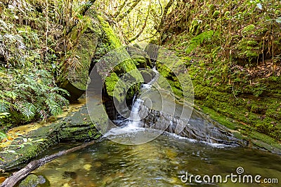 River running through the rainforest vegetation Stock Photo