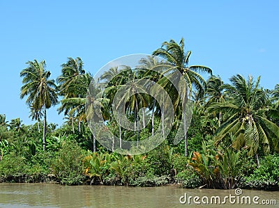 River scene with many palm trees in southern Vietnam Stock Photo