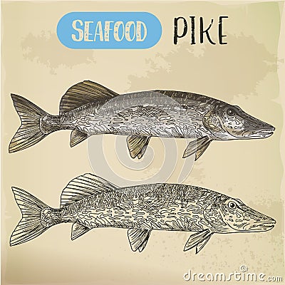 Northern pike sketch. Fish and seafood signboard Vector Illustration