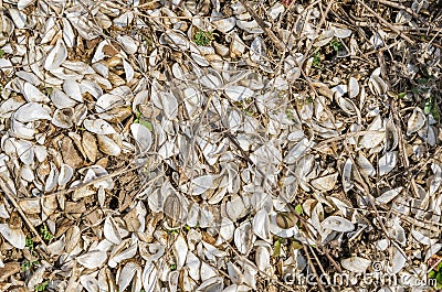 River shell close up background. Ecology concept Stock Photo