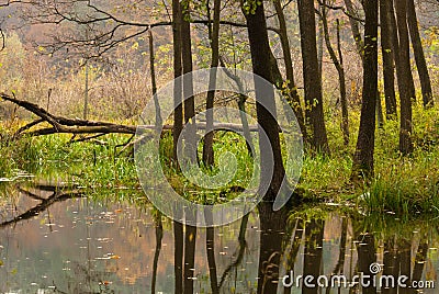 River shore Stock Photo