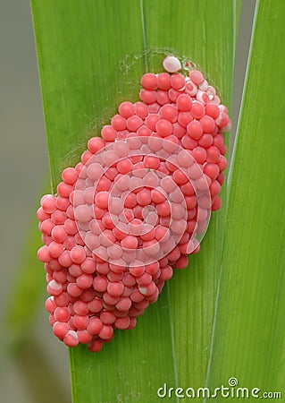 River snail eggs Stock Photo