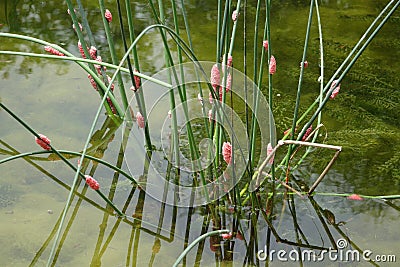 River snail eggs Stock Photo