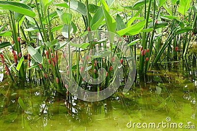 River snail eggs Stock Photo