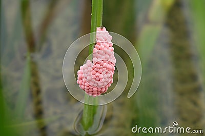 River snail eggs Stock Photo