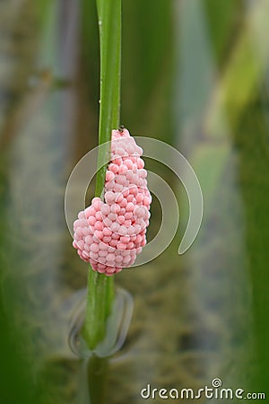 River snail eggs Stock Photo