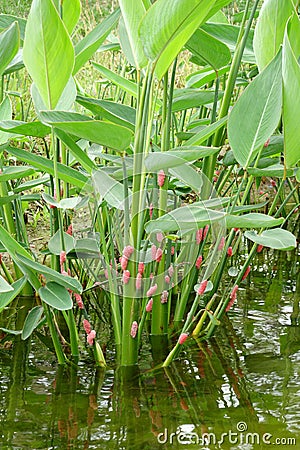 River snail eggs on green leaf Stock Photo