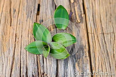 River spiderwort herbs Stock Photo