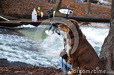 River surfing dog Stock Photo