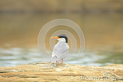 River tern Stock Photo