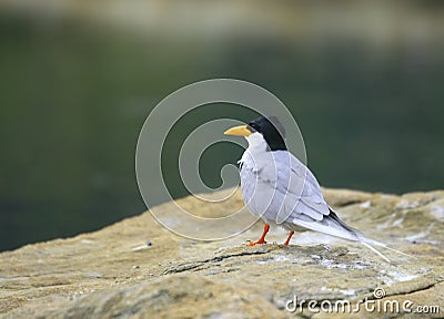 River tern Stock Photo