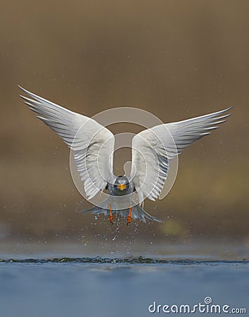 The River tern Stock Photo