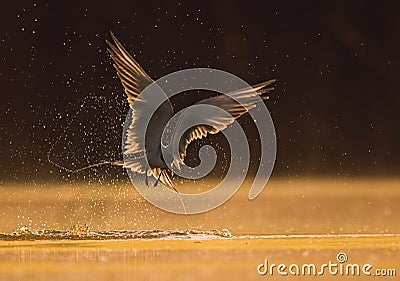 The River tern Stock Photo