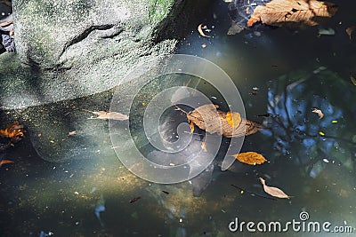 River terrapin or Labi - labi in Malay. Swimming in the pond Stock Photo