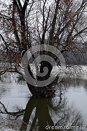 River Thaya and tree in the winter Stock Photo