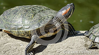 River turtle closeup Stock Photo