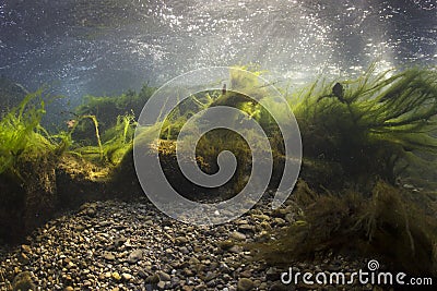 River underwater rocks on a shallow river Stock Photo