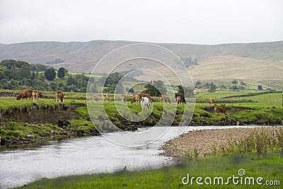 Cattle Grazing near Hawes village in the Yorkshire Dales Stock Photo