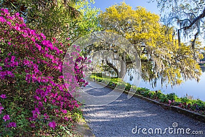 River Walkway Azaleas and Live Oak Trees with Hanging Moss SC Stock Photo