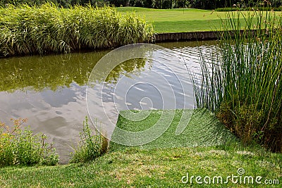 River with water and reeds, landscape of a pond. Stock Photo