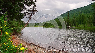 River, yellow flowers and mountains. Stock Photo