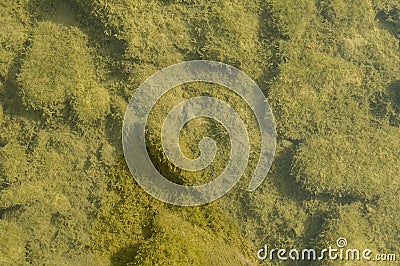 Riverbed of a small polluted stream undegoing eutrophication Stock Photo