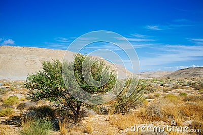 Holy Land Series - Yitro Wadi 1 Stock Photo