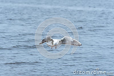 Rivergull soars high in the blue sky. Seagull fly. Stock Photo
