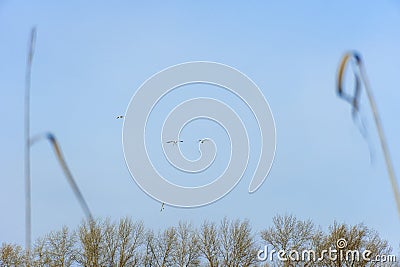 Rivergull soars high in the blue sky. Seagull fly wings spread wide on the wind. Stock Photo