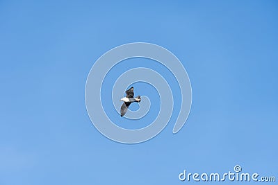 Rivergull soars high in the blue sky. Seagull fly wings spread wide on the wind. Stock Photo