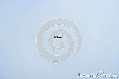 Rivergull soars high in the blue sky. Seagull fly wings spread wide on the wind. Stock Photo