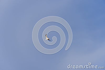 Rivergull soars high in the blue sky. Seagull fly wings spread wide on the wind. Stock Photo