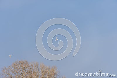 Rivergull soars high in the blue sky. Seagull fly wings spread wide on the wind. Stock Photo