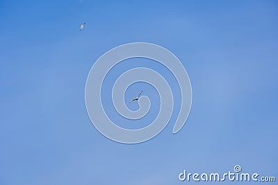 Rivergull soars high in the blue sky. Seagull fly wings spread wide on the wind. Stock Photo