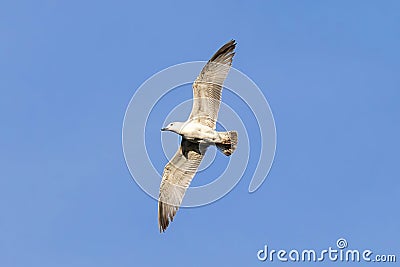 Rivergull soars high in the blue sky. Seagull fly wings spread wide on the wind. Stock Photo
