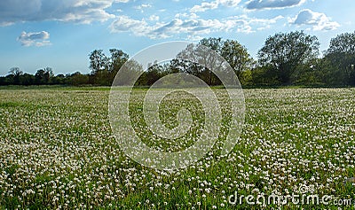 Riverside meadow covered in a mass of dandelion clocks Stock Photo