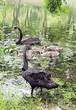 A family of wild black swans by the river in the suburbs.. Stock Photo