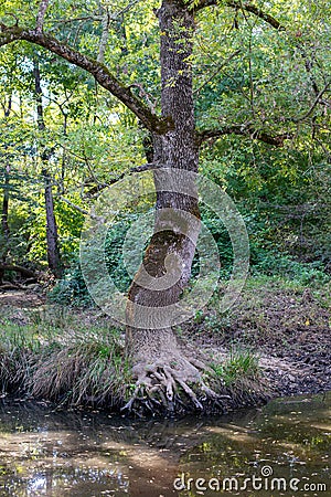 Riverside Tree with Exposed Roots Stock Photo