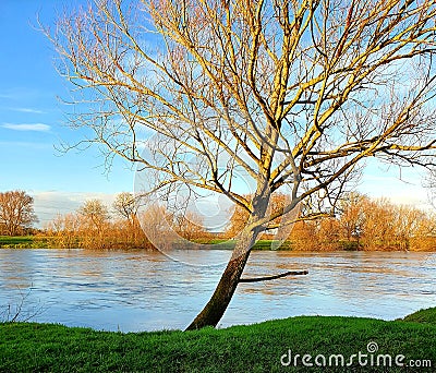 Riverside tree in flood Stock Photo