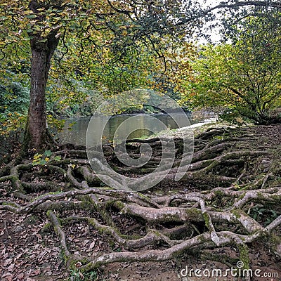 Riverside tree roots Stock Photo