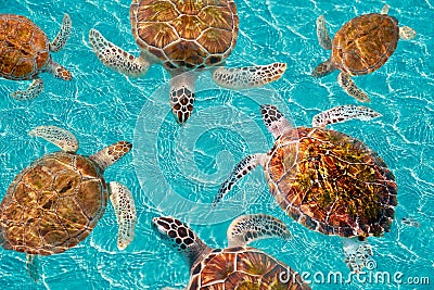 Riviera Maya turtles photomount on Caribbean Stock Photo