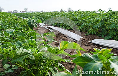 Riviera variety Potato bushes on plantation field. Growing food vegetables. Olericulture. Agriculture farming on open ground. Stock Photo