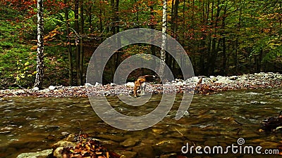 Rivière de montagne pendant l'automne avec la longueur du chien HD de briquet de chasseur banque de vidéos Rivière de montagne pendant l'automne avec la longueur du chien HD de briquet de chasseur banque de vidéos