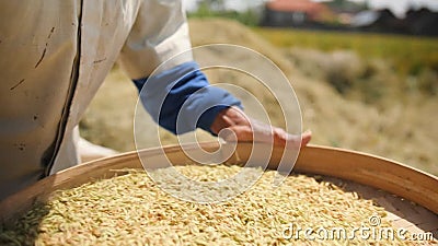 Riz moissonnant le processus Les femmes de travailleur de ferme de Balinese tamise et jette le riz au champ Agriculture asiatique banque de vidéos Riz moissonnant le processus Les femmes de travailleur de ferme de Balinese tamise et jette le riz au champ Agriculture asiatique banque de vidéos
