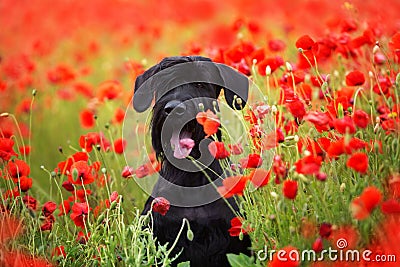 Giant schnauzer close up in poppy Stock Photo