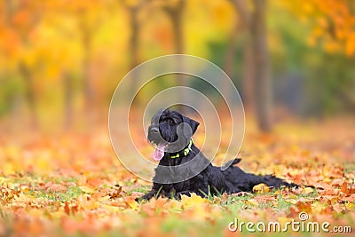 Rizenschnauzer dog lay Stock Photo