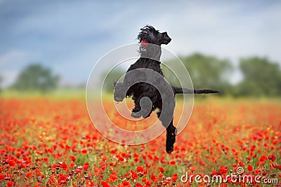 Big dog jump for toy Stock Photo